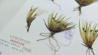 George Plunkett Botany