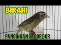 Download Lagu Suara Opior Jawa gacor Birahi Memangil lawan, Opior Jawa lainnya ikut Birahi @ponirankwokchannel