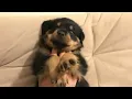 The Calm Rottweiler Puppy Didn t Last Long