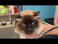 Long Haired Siamese Balinese Cat Grooming