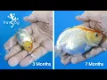 Goldfish Fry Growth from 1st day to 7 months