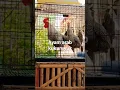 Download Lagu ayam arab kukuruyuk suaranya lumayan unik {arabic rooster crowing}