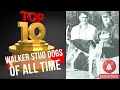 Top 10 Treeing Walker Studs of All Time