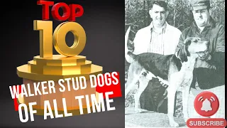 Top 10 Treeing Walker Studs of All Time