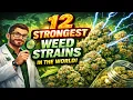 12 Strongest Weed Strains in the World Ranked by THC