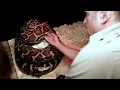 Surprise Python Eggs