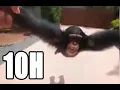 Download Lagu Monkey Spinning for 10 hours