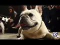 French bulldogs breed very popular but come with huge care costs