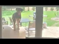 Why Petmate Indigo Dog House is the Coolest House for Your Dog