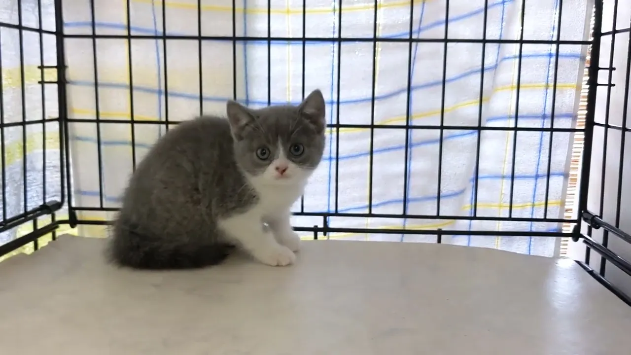 動画