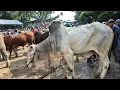 Download Lagu 14 JUTA🔥PO JANTAN NDAK LAKU SEPI PEMBELI | Pasar Tuban Terbaru