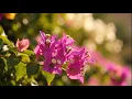 HINDIA Full Album – Lagu Terbaik & Enak Didengar | Playlist Indonesia Tanpa iklan