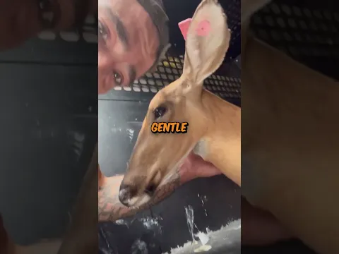 This man saved a deer on his garden❤️ #shorts #vivanlodha #vivvzn #vivanlodha #vivvzn