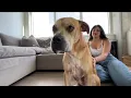 St Pete couple reunited with their dog after missing for 2 5 years