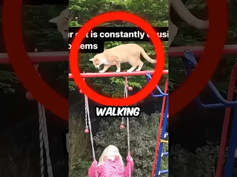 the cat definitely regretted that..