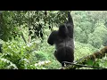 Huge silverback gorilla shows gymnastic skills as he climbs a slender tree to get at a food-plant