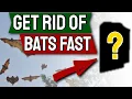 Bats How to Get Rid of them Fast Top 7 Ways