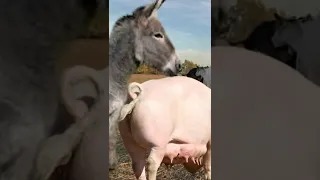 وضعوا حمار ا في حظيرة مع خنزير قصير حمار خنزير حيوانات 