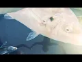 C.O.F.F.I.N - Sleep In It (Official Video) - C.O.F.F.I.N