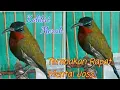 Download Lagu @angekchanel# Masteran Jitu Tembakan Burung Kolibri merak ( kolibri hutan )