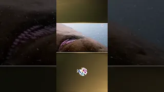 وثائقي L الكفيار الفاخر في خطر ما قصة أسماك الحفش 