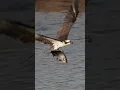 Lagu Osprey’s incredible effort to lift off with massive fish🐟 Copyrighted 🎥 Sony A6700+ FE 200-600