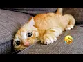 Lagu Funniest CAT Videos 2025 π Try Not To Laugh π€£