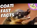 5 Fast Coati Facts Amazing Animals