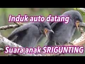Download Lagu Suara anak burung srigunting (untuk pemikat induk)