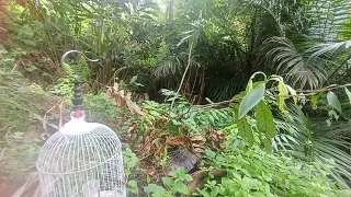 jebak burung prenjak biru asli papua di kebun sawit mengunakan lem pulut 