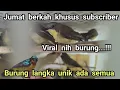 JUMAT BERKAH KHUSUS SUBSCRIBER❗❗❗ VIRAL NIH BURUNG❗ BURUNG LANGKA DAN UNIK ADA SEMUA❗❗