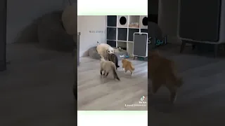 ليش عبتحكي علي يكلب ضحك سوريا مطيع اكسبلور كامري رواع قطط اكسبلور Explore وقتك 