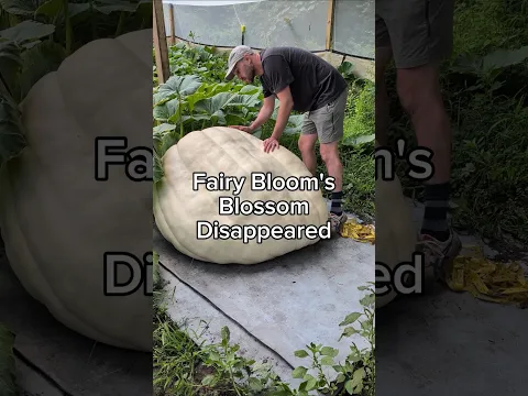 better not be a split 🎃🧚 #giantpumpkin #fairybloom #gardening #plants