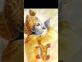 Download Lagu Panchjanya Shankh#krishna  #short#youtubeshorts #shortvideo#song#jayajagannathswami...#viral#shorts