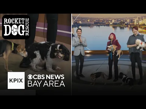 Spotlighting Oakland based Rocket Dog Rescue for International Dog Day