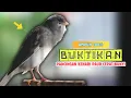 Download Lagu BUKTIKAN❗ Pancingan KENARI PAUD Belajar Bunyi Cocok Untuk Kenari Belajar Bunyi Ngeriwik | 592