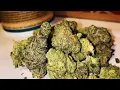 Medical Marijuana Review Petrol Pine small flower Cresco