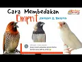 Download Lagu Cara Membedakan Emprit Jantan dan Betina