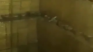 شمش طلا دندنها