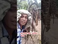 Download Lagu #shorts #Tuak3 #Pemukulan8 Sebelum Pemotongan #kerja #kerjakeras #kerjanyata #manggar #tuak