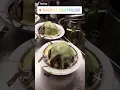 Download Lagu Takdir malai gola parlor