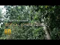 Download Lagu Relaksasi - Suara Binatang Hutan di Hutan Damar Bikin Tenang. Suara burung dan serangga.
