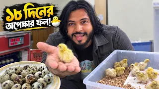 কয়েল কিনে খামার বানালাম, ডিম পেলাম, বাচ্চাও ফুটালাম! 😍