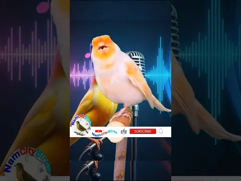 One of the most beautiful canary songs for teaching chicks #birds #vogel #canary #birdsounds