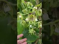 Download Lagu INI DIA ANGGREK CANTIK SPECIES PAPUA ASAL YAPEN #shorts #shortvideo #dendrobium