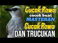 Download Lagu Trucuk langka ropelan cucak rowo, cocok buat masteran cucak rowo dan trucuk