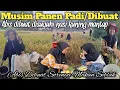 Download Lagu Panen Padi/Dibuat Dipedesaan Disuguhi Nasi Kuning Raos Pisan #pedesaan #kampung #alam #panenpadi 
