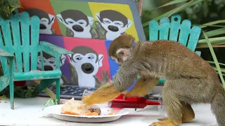 phoenix zoo squirrel monkey thanksgiving
