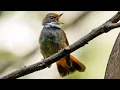 kipasan Sulawesi, burung kicau aktif, dengan warna cokelat kemerahan, suara tajam dan melengkung