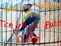 Download Lagu Mastean lovebird tengkek buto mix lovebird isian cililin
